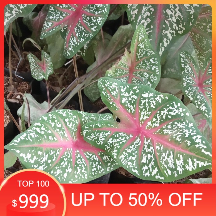 tanaman keladi red star/ red star caladium