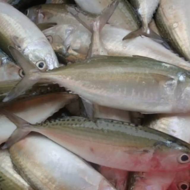 

Frozen Ikan kembung banjar