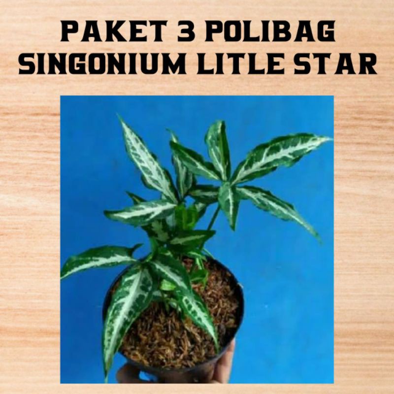 

paket murah 3polibag syngonium litle star [ BISA COD ]