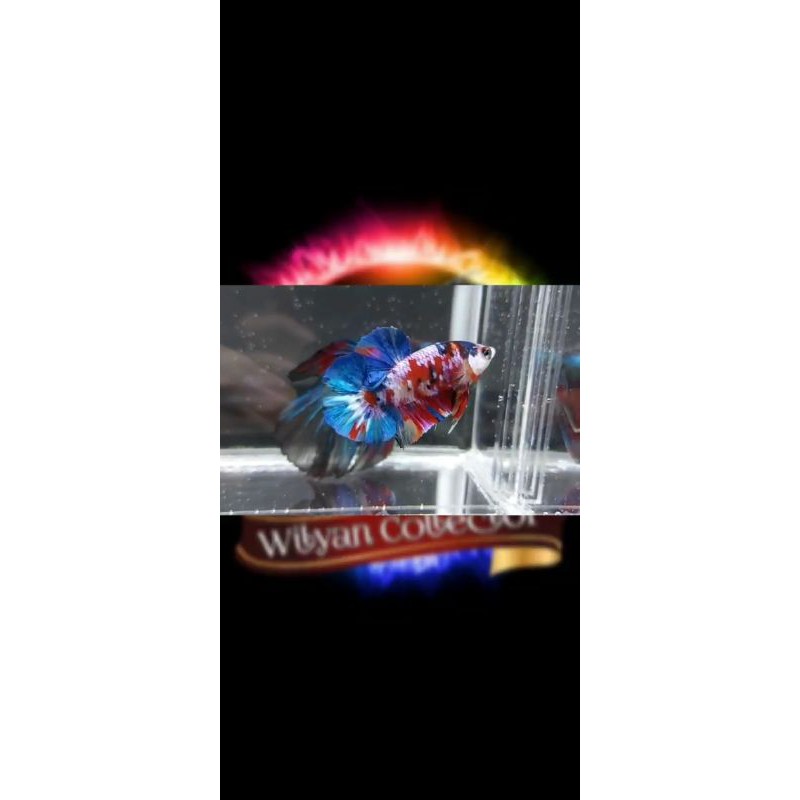 CUPANG RED KOI MULTI