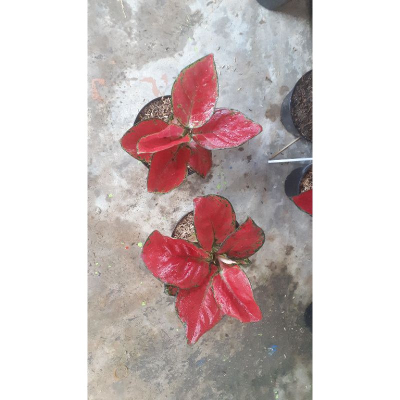 Aglonema Red Anjamani Jumbo