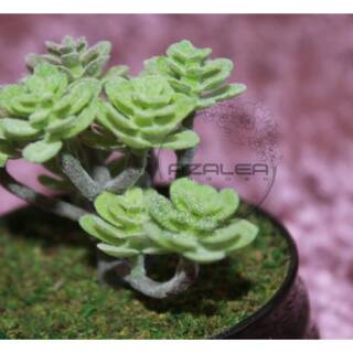 Artificial Succulent Succulent Palsu Succulent Plastik  