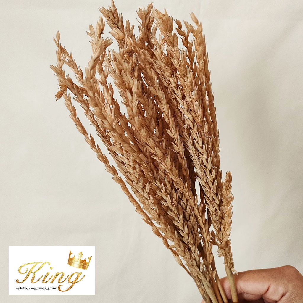 Dried Long Wheat Padi Gandum Bunga Kering Asli Import Dekor Hias Rumah