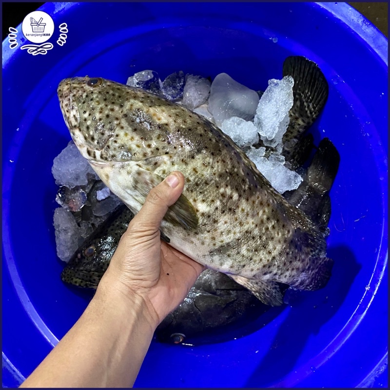 

Ikan Kerapu Balong Segar 1kg