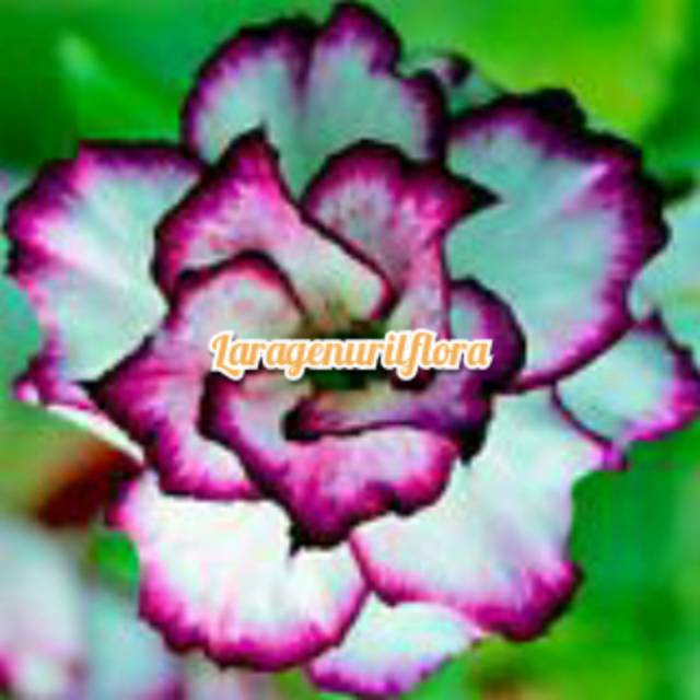 

Bibit Bunga Kamboja adenium Jepang,DARK PURPLE