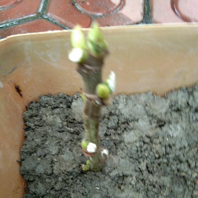 Cutting Stek Tin Brown Turkey