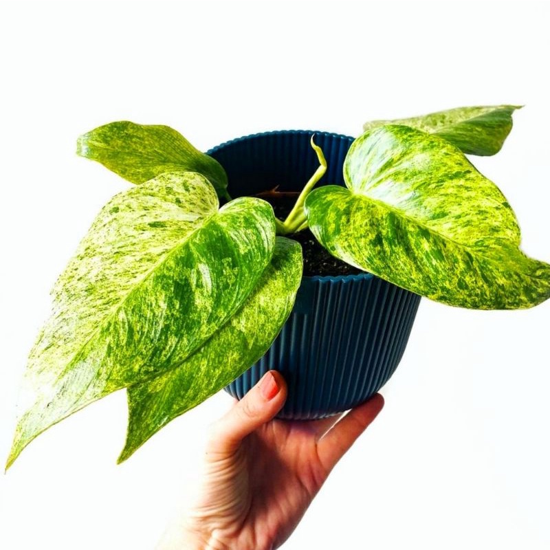 Tanaman philodendron Giganteum Varigata / philodendron tanaman hias / tanaman hias meja / philo pink