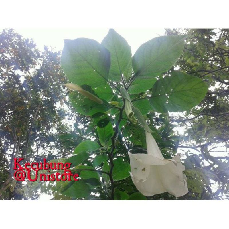 

Herbal Daun Kecubung Segar Datura Metel/Fastulosa Kucubung