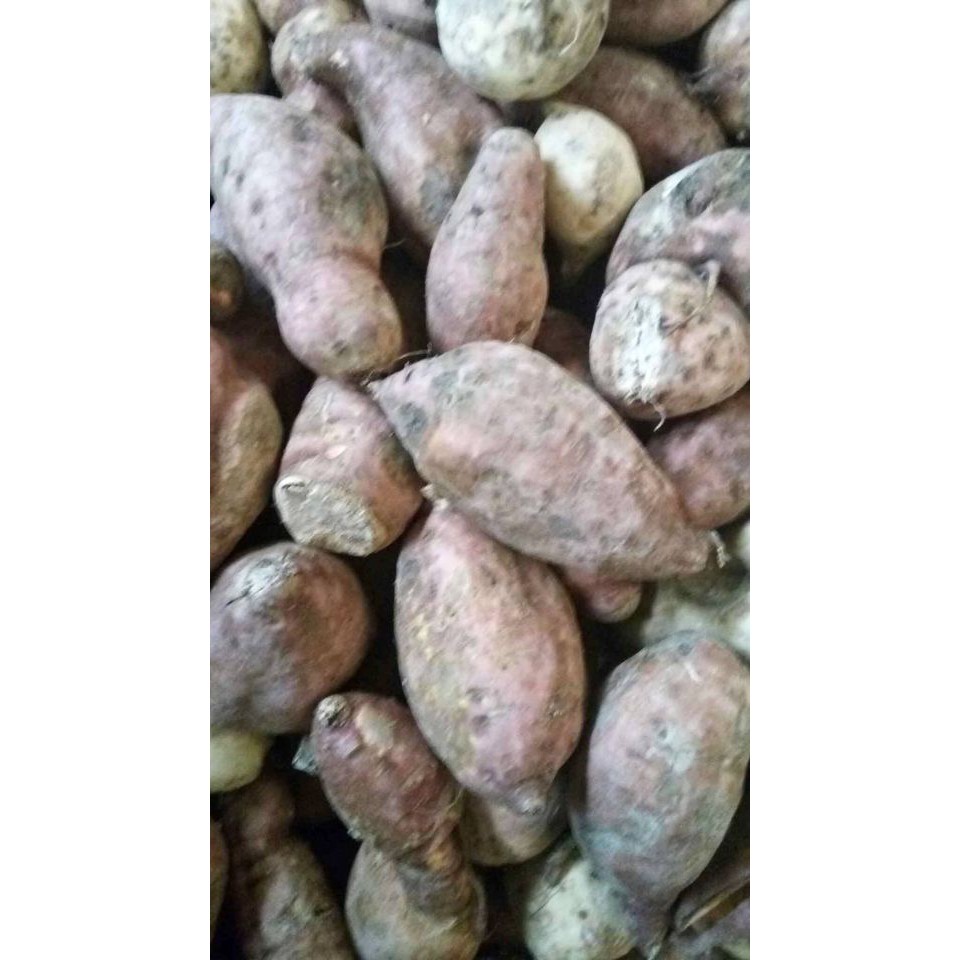 

Ketela Tela Ubi Jalar Buah Ketela Telo