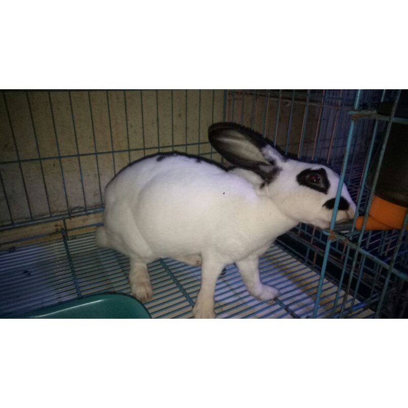 kelinci rex indukan betina