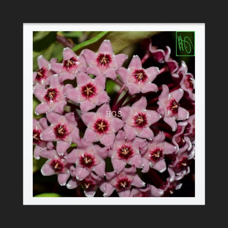 Tanaman Hias Hoya Carnosa varigata