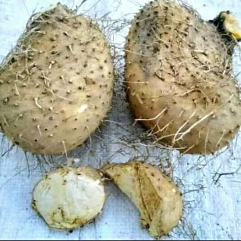 umbi gadung 1 kg