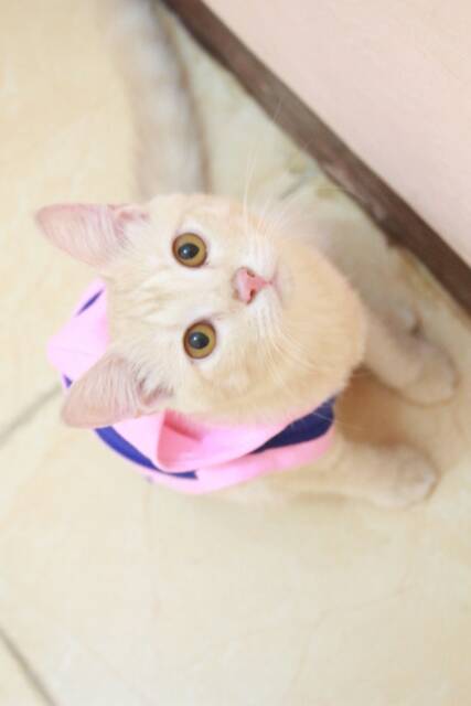 Kaos hoodie mix pinky blue untuk kucing dan anjing / baju kucing murah meriah size S M L XL