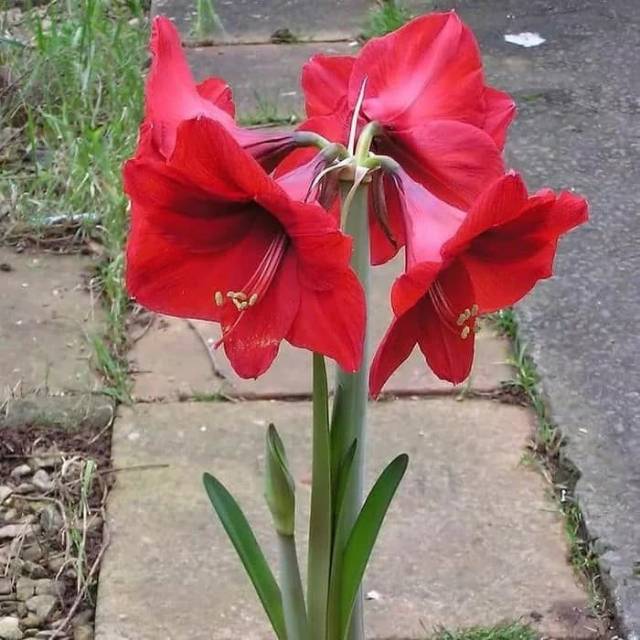 Tanaman hias bunga bakung amarilis / tanaman bunga bakung amarilis / bakung amarilis bunga merah