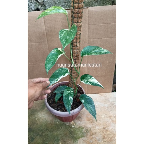Tanaman Hias Epipremnum Pinatum Varigata (daun 4-6 helai)/ Epipremnum Pinatum Varigata