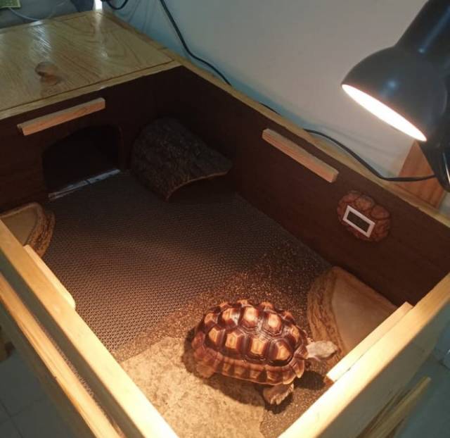 Terarium Tortois Atau Kandang Kura Kura Darat Rt1177 Shopee Indonesia