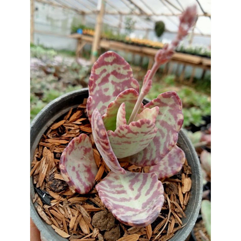 Sukulen Kalanchoe Humilis