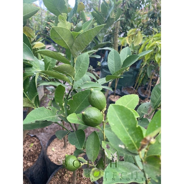 Bibit Tanaman Buah Jeruk Lemon Tanpa Biji Kondisi Berbuah/Lemon Seedless Berbuah