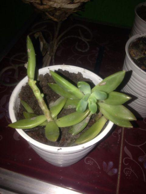 Tanaman Calathea Silver