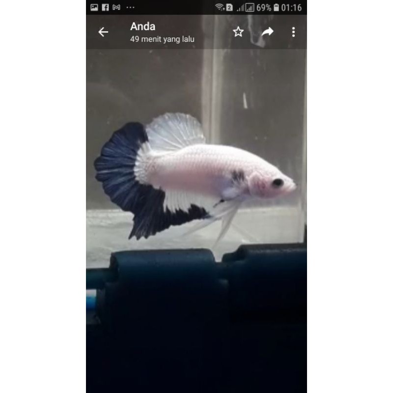 Cupang Blurim Ori thailand