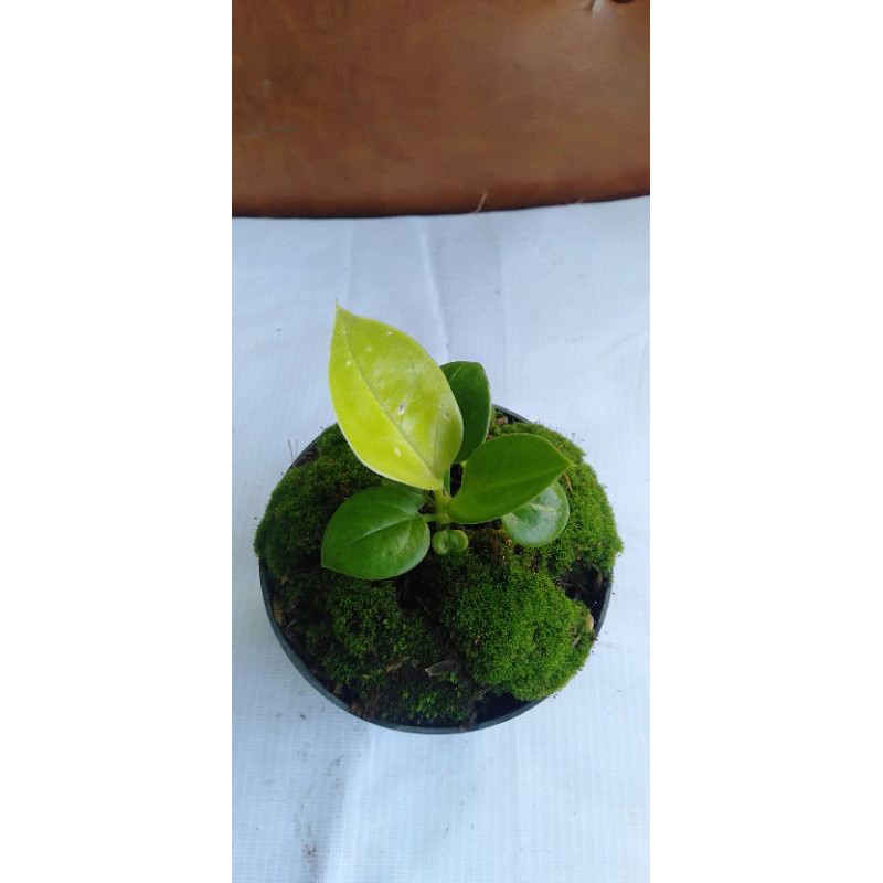 jemani mangkok lemon