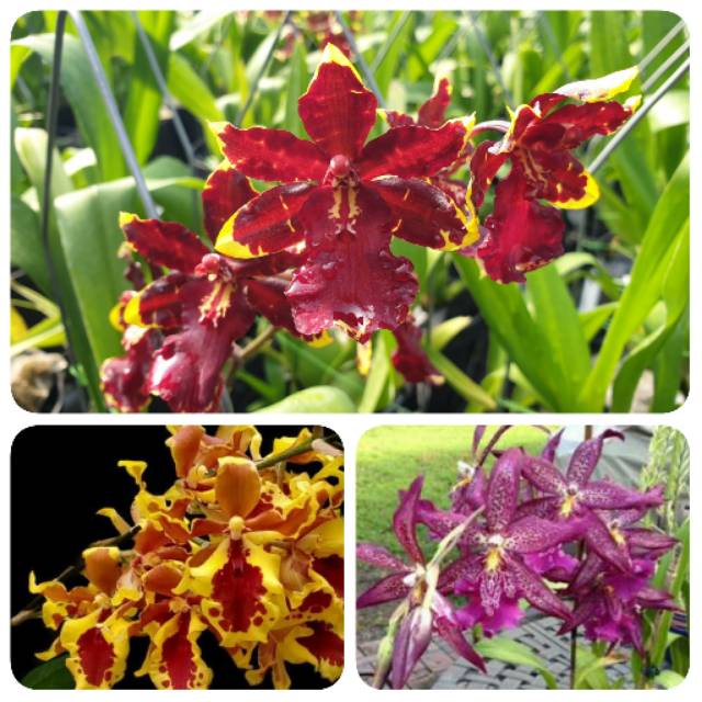 Paket Anggrek Oncidium seedling size