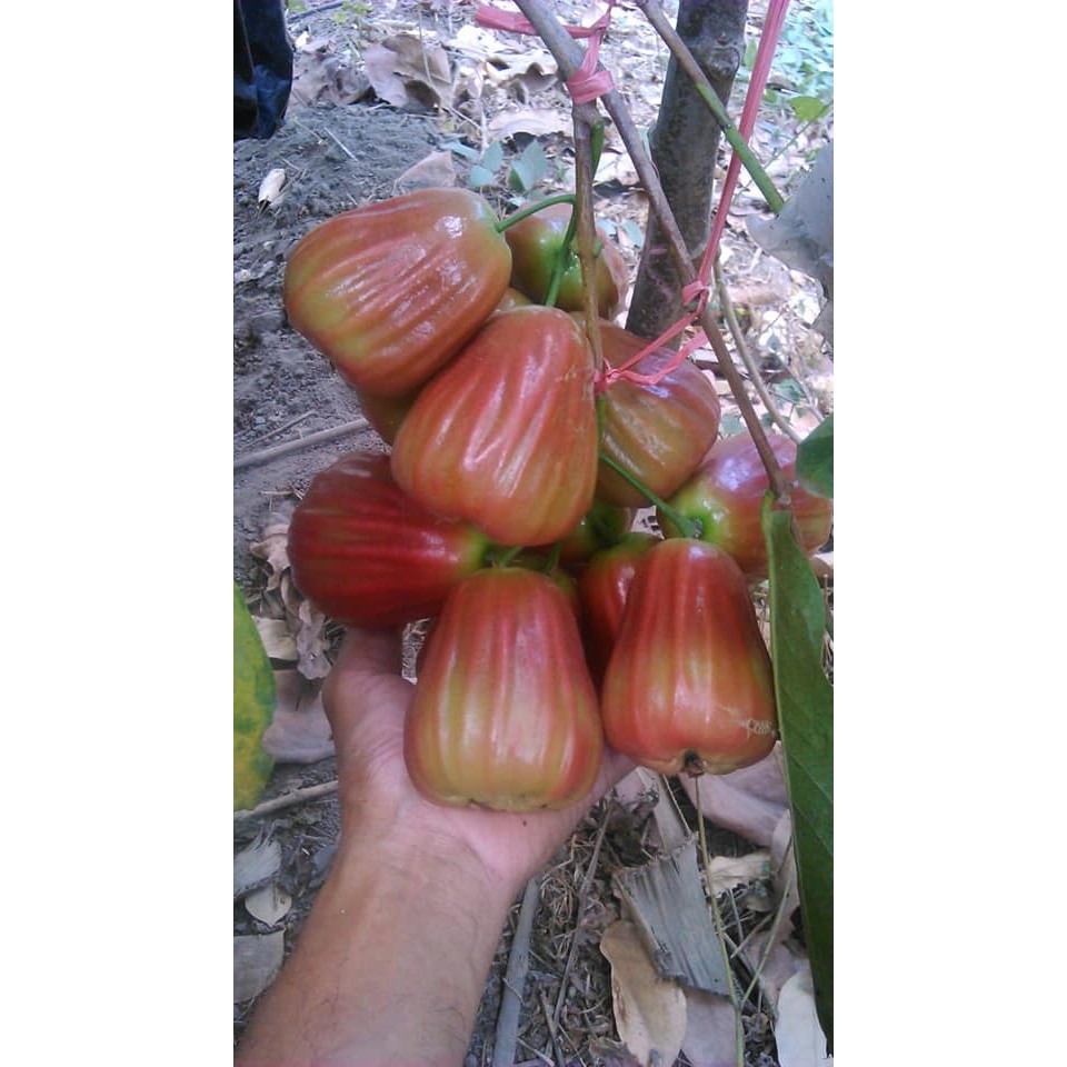 Bibit jambu air king rose cepat berbuah stek okulasi Cepat berbuah