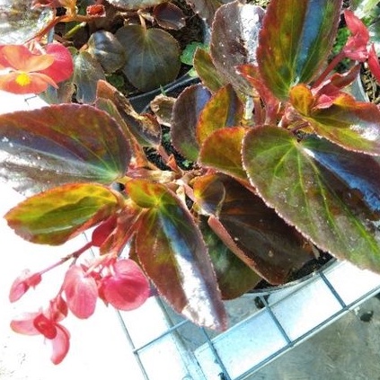 Begonia Daun Merah