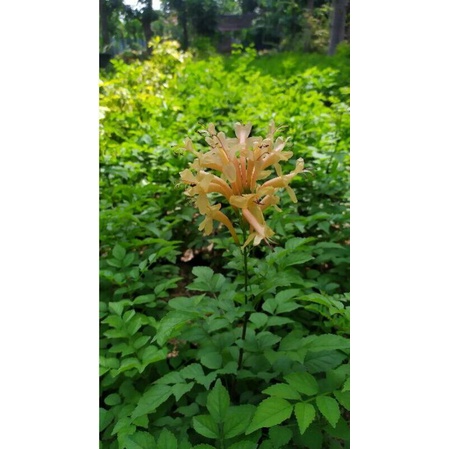 Bibit Bunga Tecomaria Tekomaria Orange - vegetasi klanceng