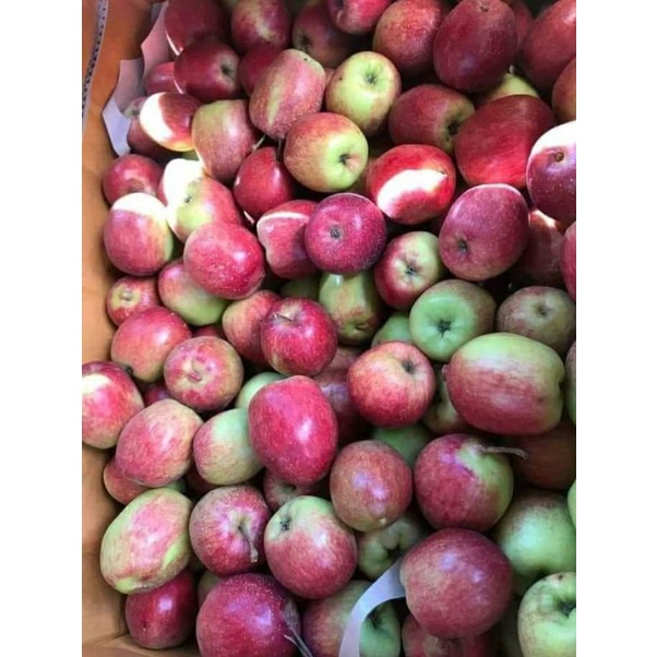 apel anna 1 kg 18000 rb