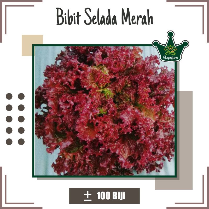 Bibit Selada Merah F1 Olga Red - Benih Sayuran