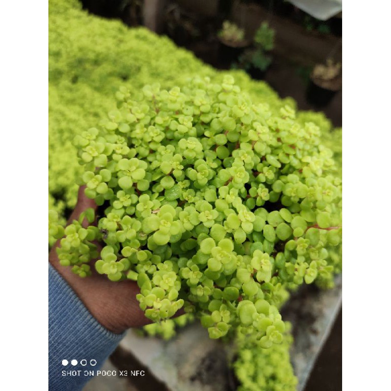 Ogon sedum
