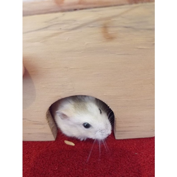 Rumah kayu hamster