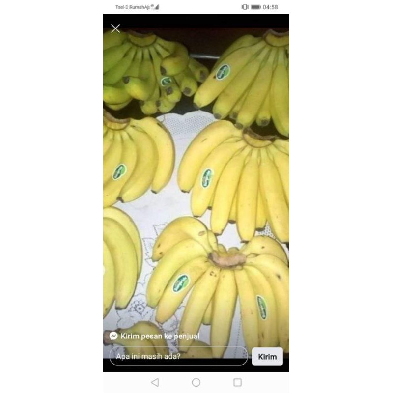 bibit pisang cavendis, ambon, raja, ulin, mas