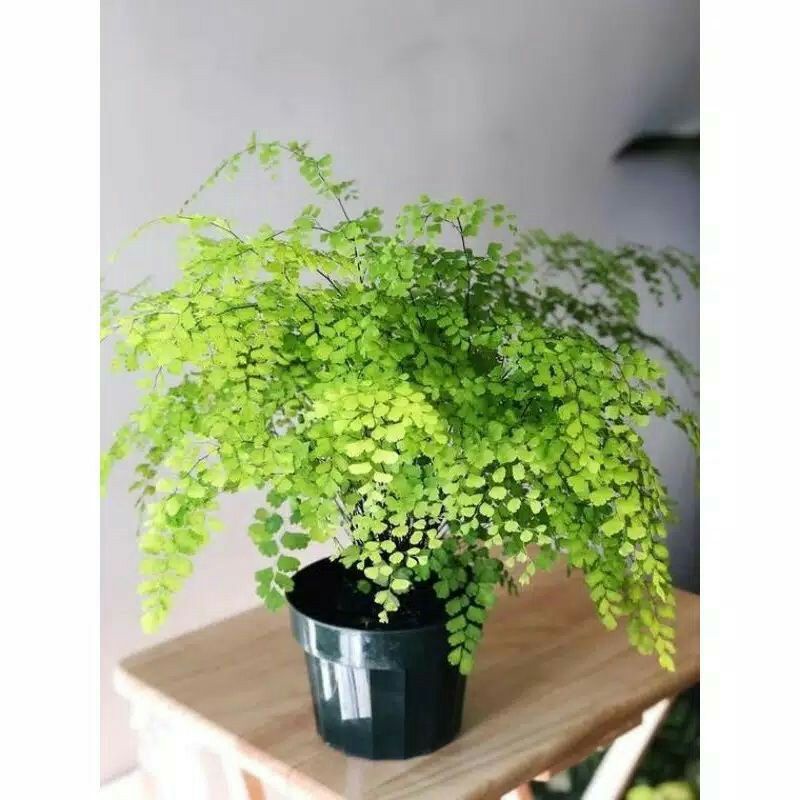 Tanaman Hias Suplir - pakis suplir