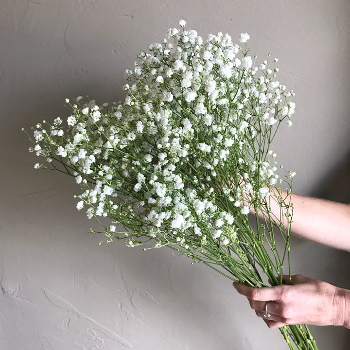 Benih Bibit Biji - Bunga White Baby Breath Putih Gypsophila Elegans Single Alba Flower Seeds - IMPORT