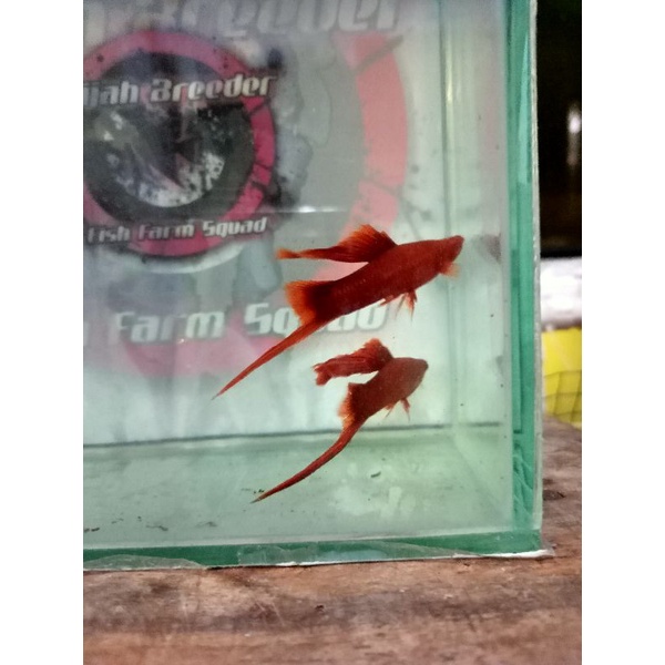 ikan hias platy bloodred highfin swordtail