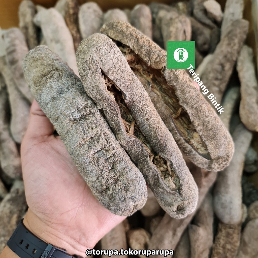 Teripang Bintik Hoisem Haisom Kering Tripang Kering Chinese Food Imlek Obat Sendi Lutut 100 Gram