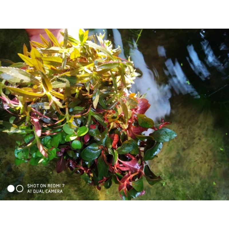 20btg random, tanaman aquascape campur 4 jenis 20btg