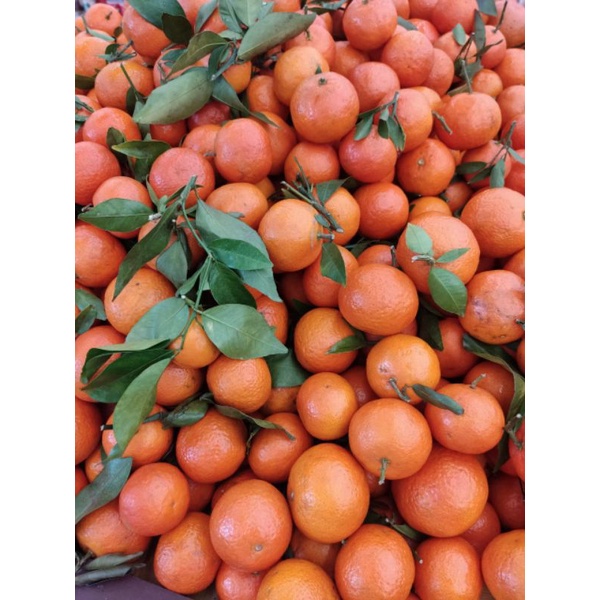 

Jeruk Shantang Dongfangfong Import Fresh 1kg