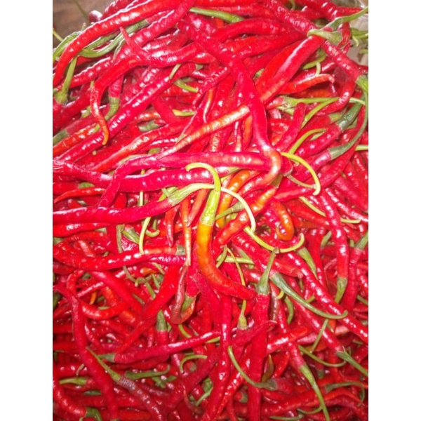 CABAI MERAH KERITING FRESH 1KG