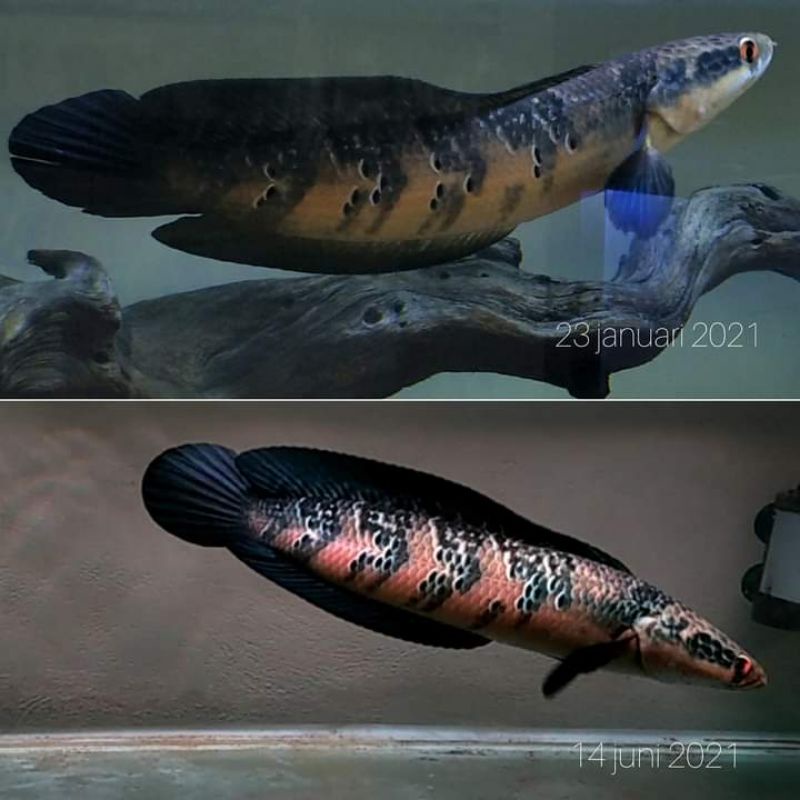 maru red pangkalan bun