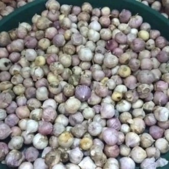 

Bawang Putih Tunggal 20kilo - Kecil