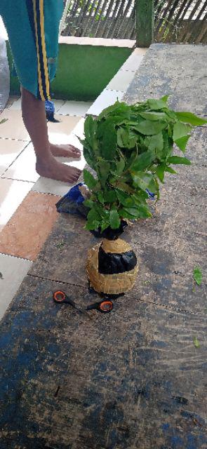 Bibit Gaharu Cabutan Jenis Malaccensis