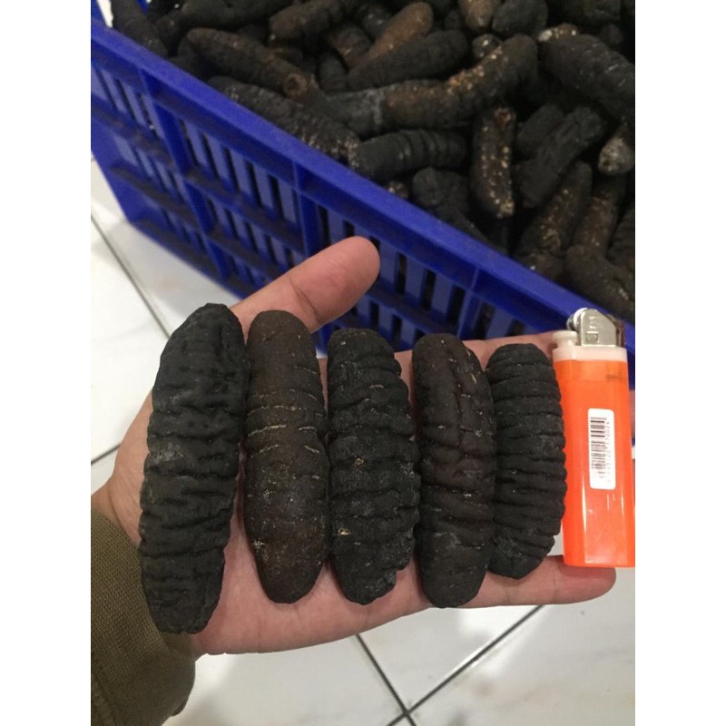 

teripang/haisom/hoisem/gosok/belitung uk 40-50pc ( 1kg )