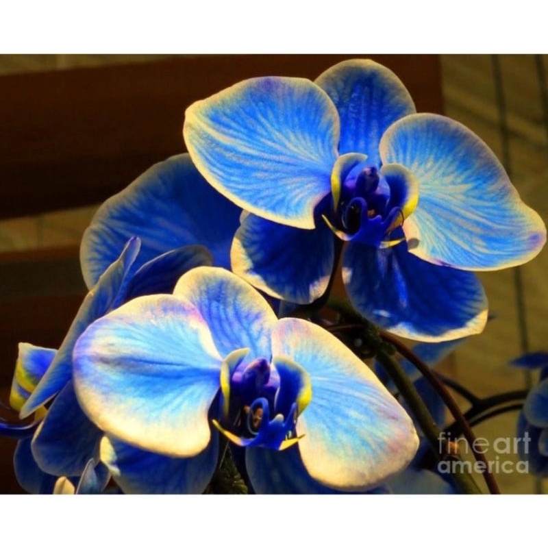 ANGGREK DENDROBIUM DEWASA BLUE