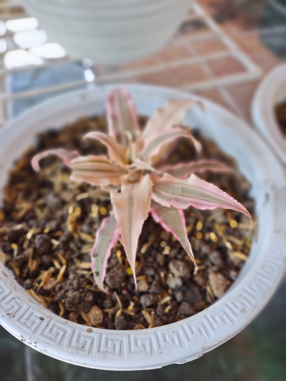 Tanaman Hias Criptantus Pink