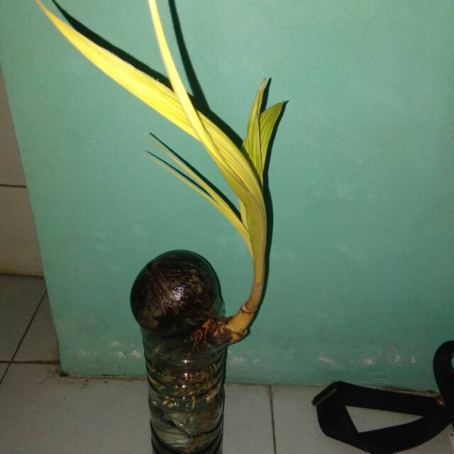 Bonsai Kelapa (Gading Kuning)