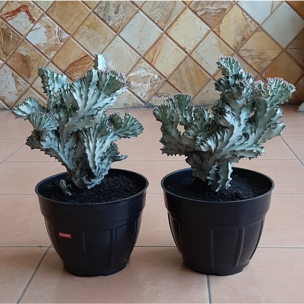 Kaktus Jumbo Euphorbia Lactea Cristata Silver