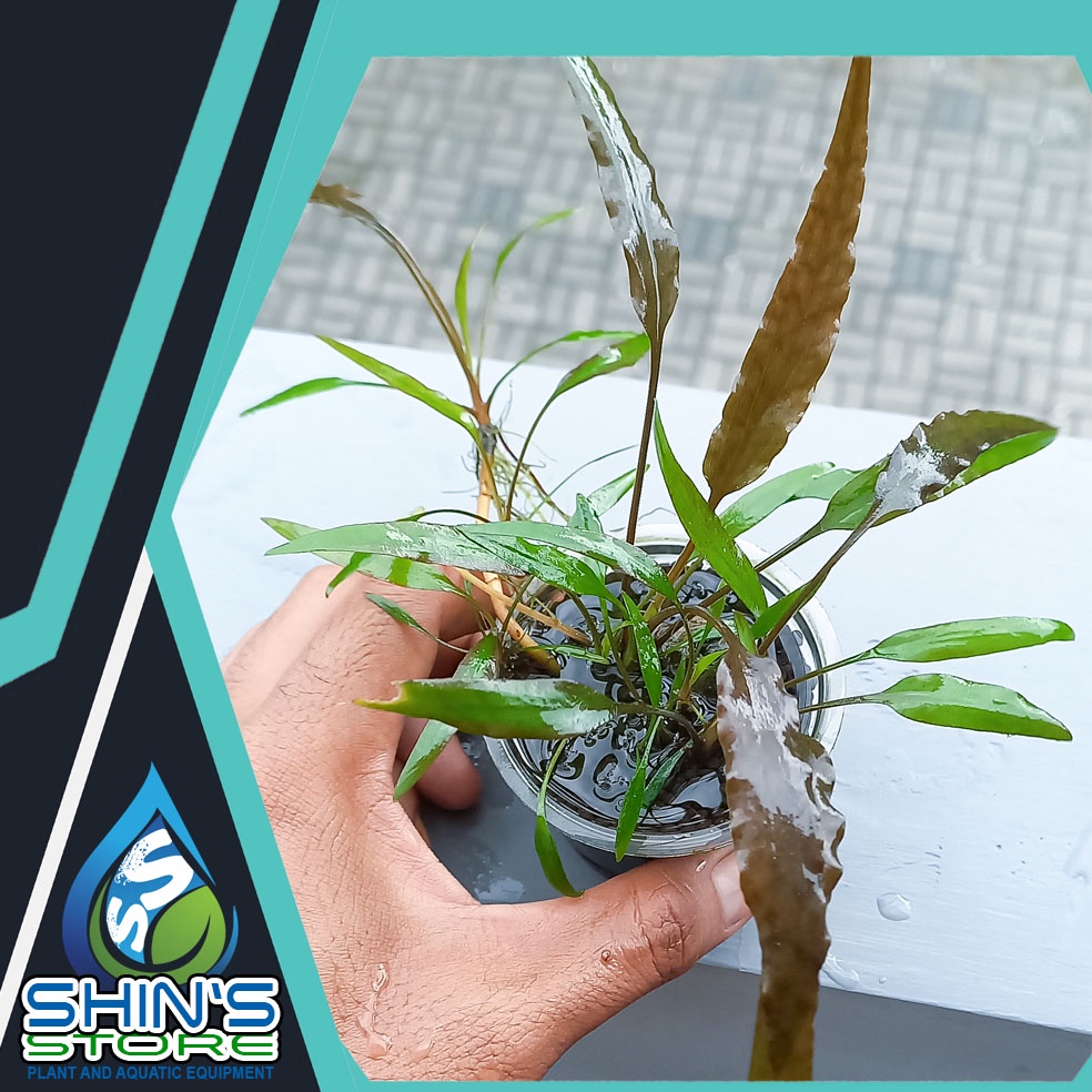 Cryptocoryne Wendtii Brown Tropica